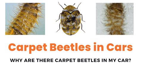 carpet beetle in car